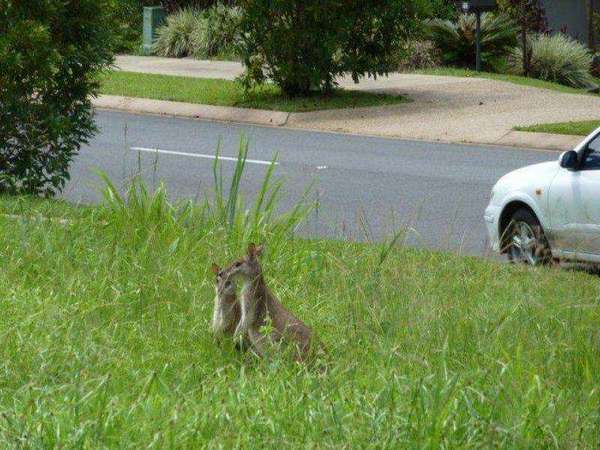 KANIMBLA QLD, 4870, Kanimbla - Thumbnail 4