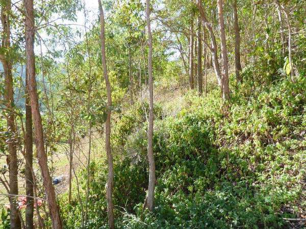 21 William Hickey Street, Redlynch - Thumbnail 4