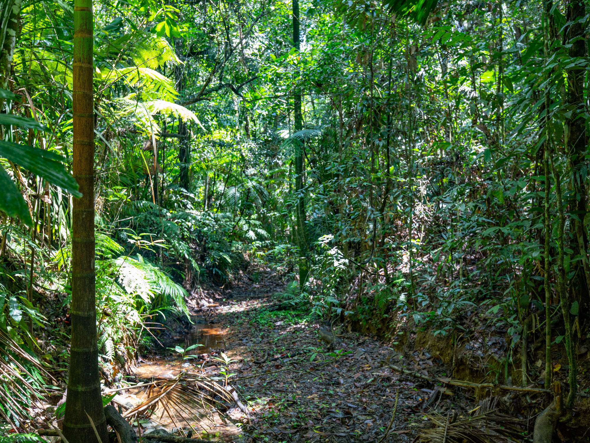 246 Forest Creek Rd, Forest Creek - Thumbnail 2