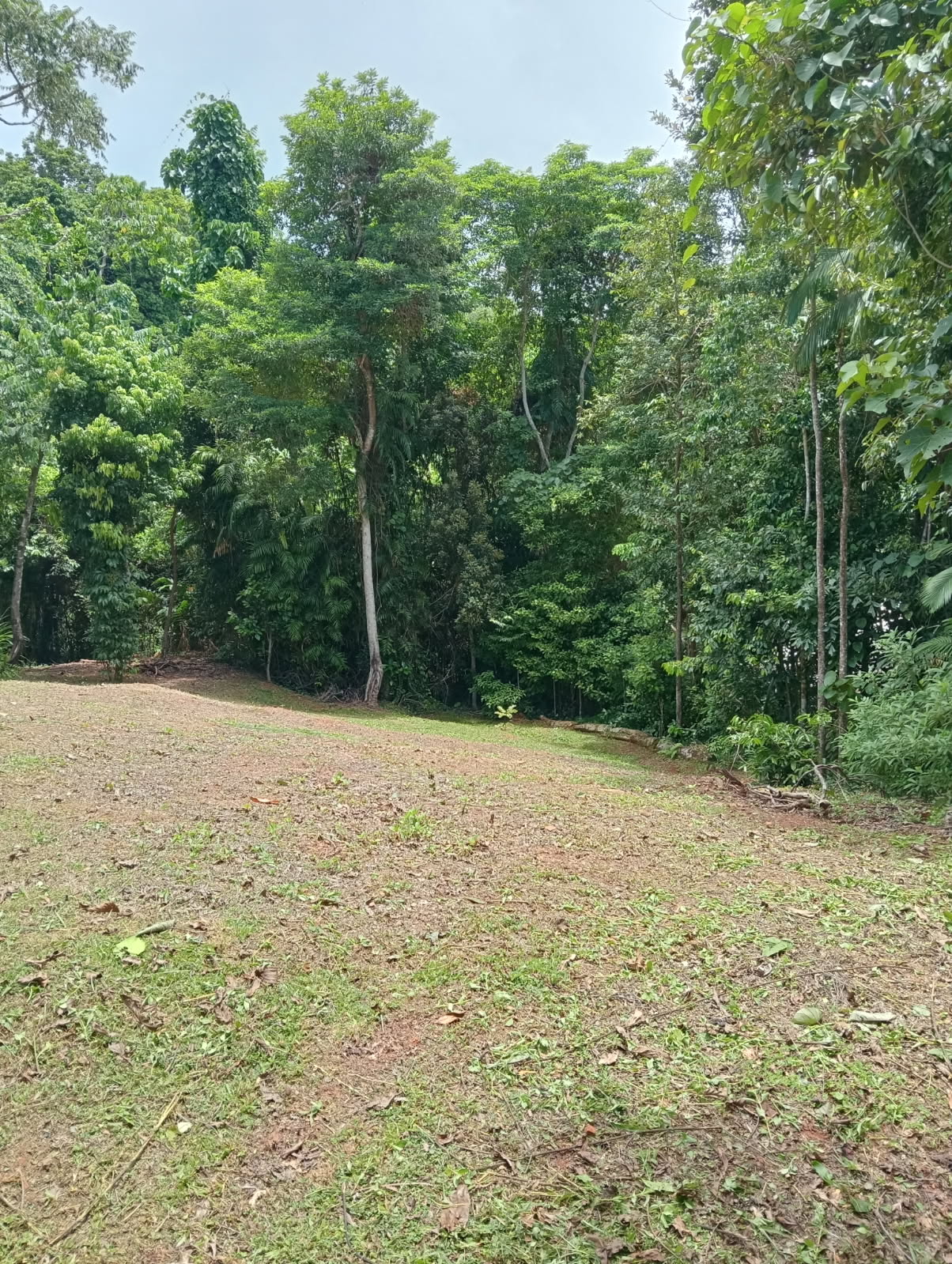 68 Cutten Street, Bingil Bay - Thumbnail 6