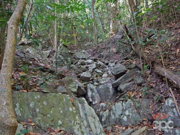 88 Cassowary Street, Freshwater - Thumbnail 8