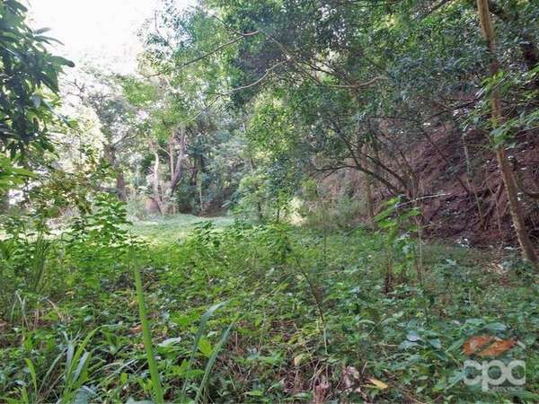 88 Cassowary Street, Freshwater - Thumbnail 4