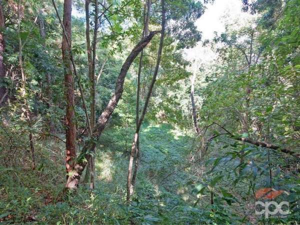88 Cassowary Street, Freshwater - Thumbnail 7
