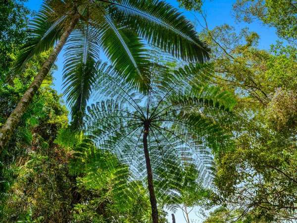 Lot 5 Discovery Drive, Kuranda - Thumbnail 2