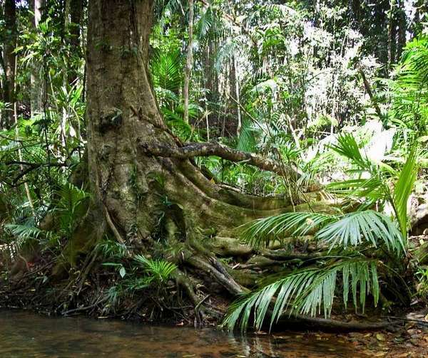 8 Discovery Drive, Kuranda - Thumbnail 4