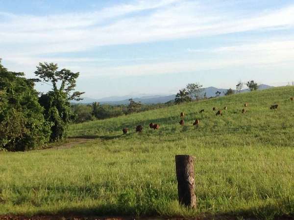 Lot 2 and Lot 3 Buttigieg Access, Babinda - Thumbnail 6
