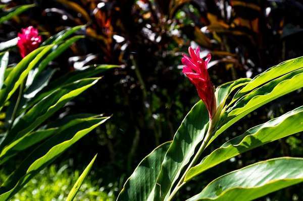 249 Warner Road, Gordonvale - Thumbnail 3