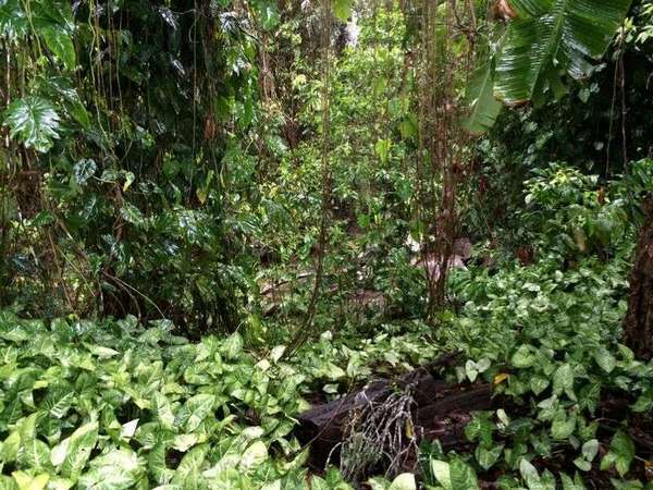 16 Moretto Street, Babinda - Thumbnail 5