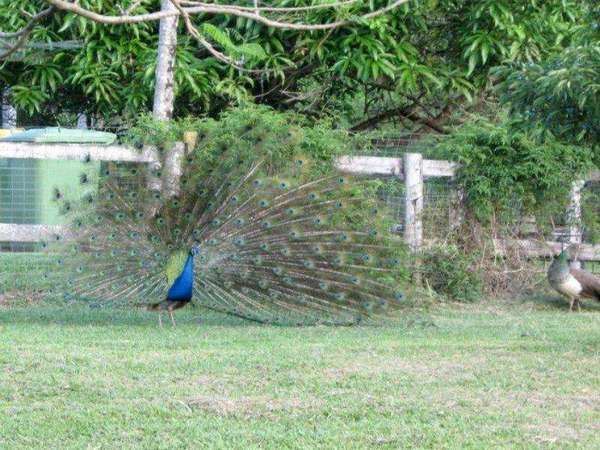 WHITE ROCK QLD, 4868, White Rock - Thumbnail 2