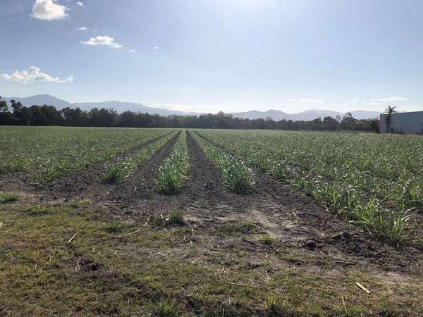 Lot 3 Pine Creek Yarrabah Road, Green Hill - Thumbnail 4