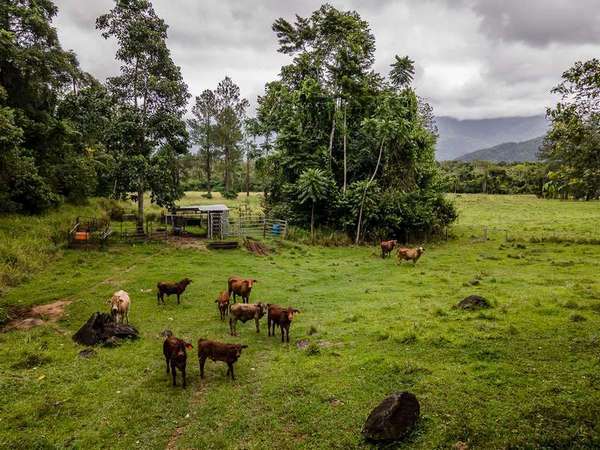 834 Kruckow Road, Babinda - Thumbnail 4