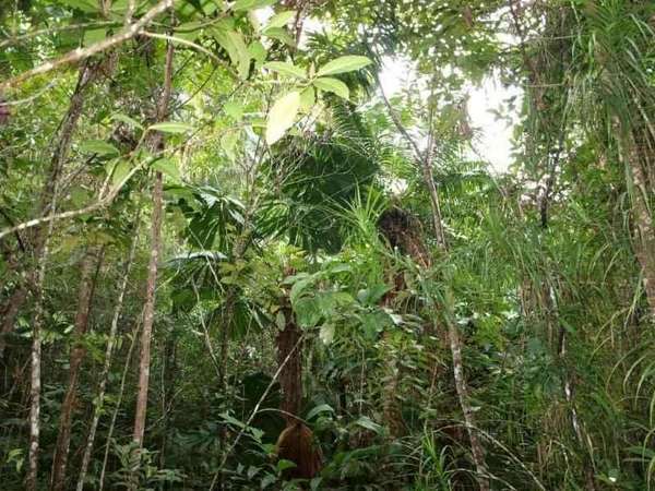 COW BAY QLD, 4873, Cow Bay - Thumbnail 3