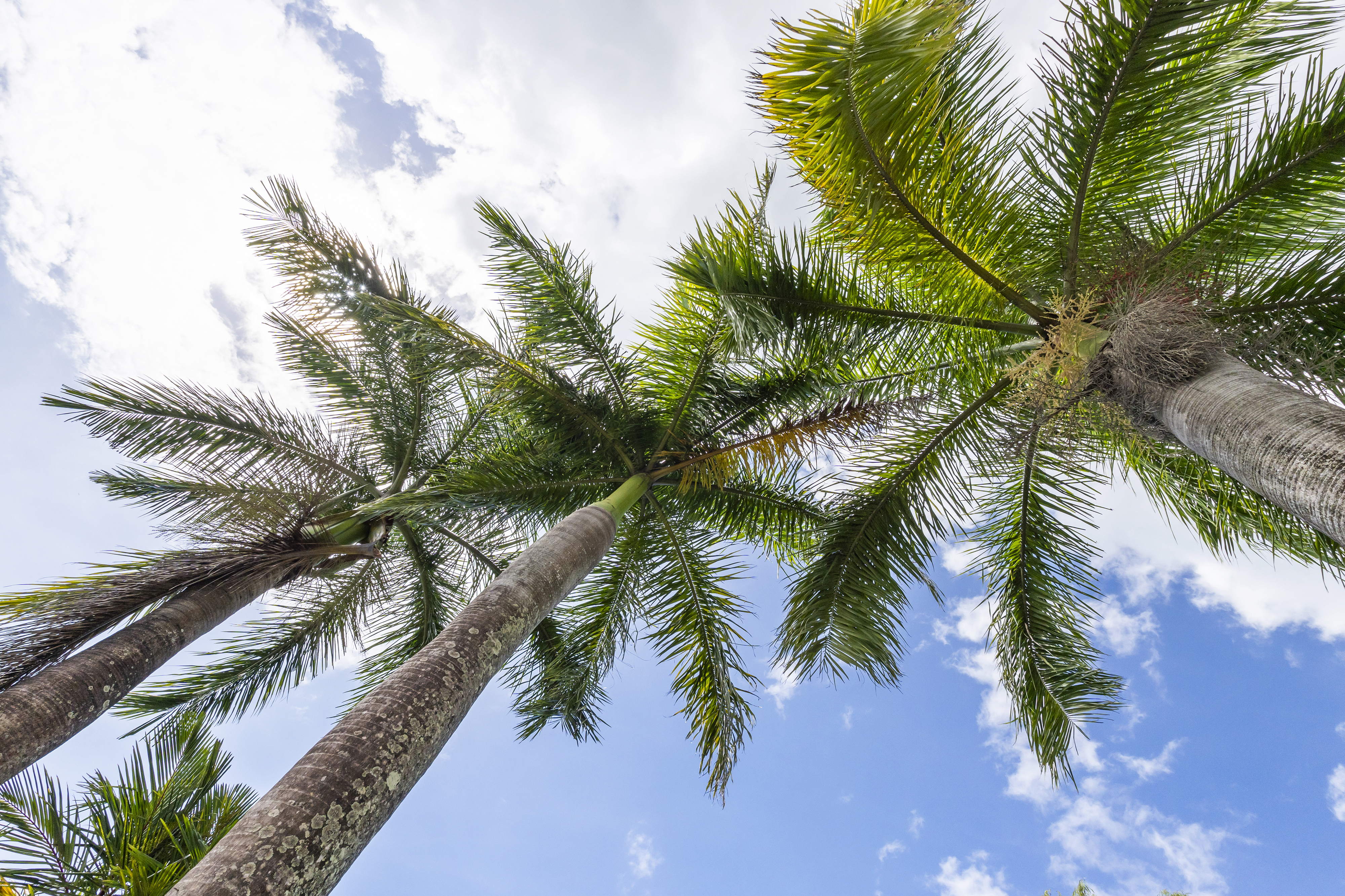 10 Radford Close, Gordonvale - Thumbnail 3