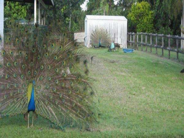 WHITE ROCK QLD, 4868, White Rock - Thumbnail 7