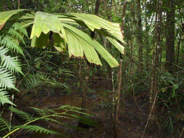 COW BAY QLD, 4873, Cow Bay - Thumbnail 6