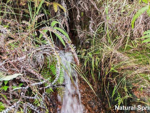 Lot 3 Buttigieg Access, Babinda - Thumbnail 4