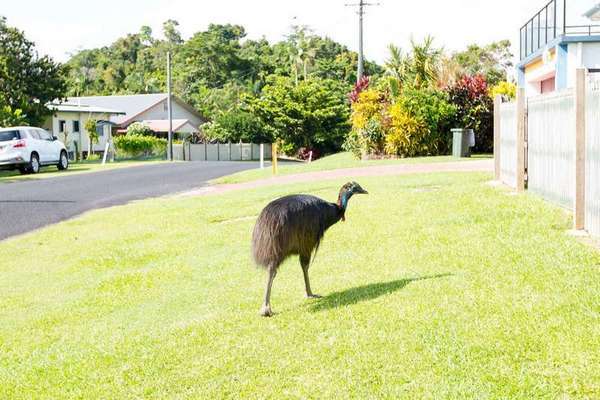 17 Coquette Point Road, Coquette Point - Thumbnail 6