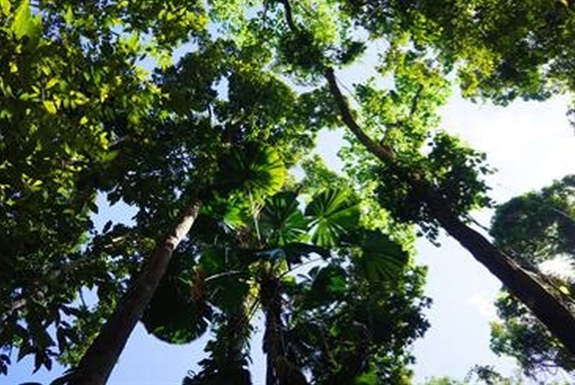 RAINFOREST ADVENTURE