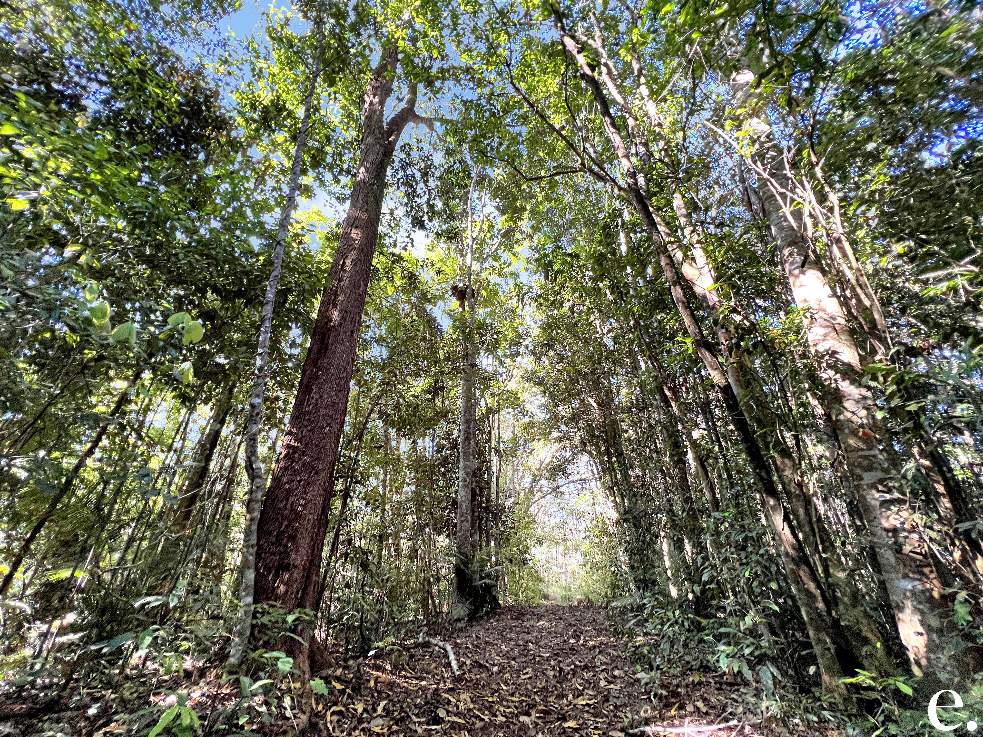 255 Lloyd Road, Barrine - Thumbnail 4