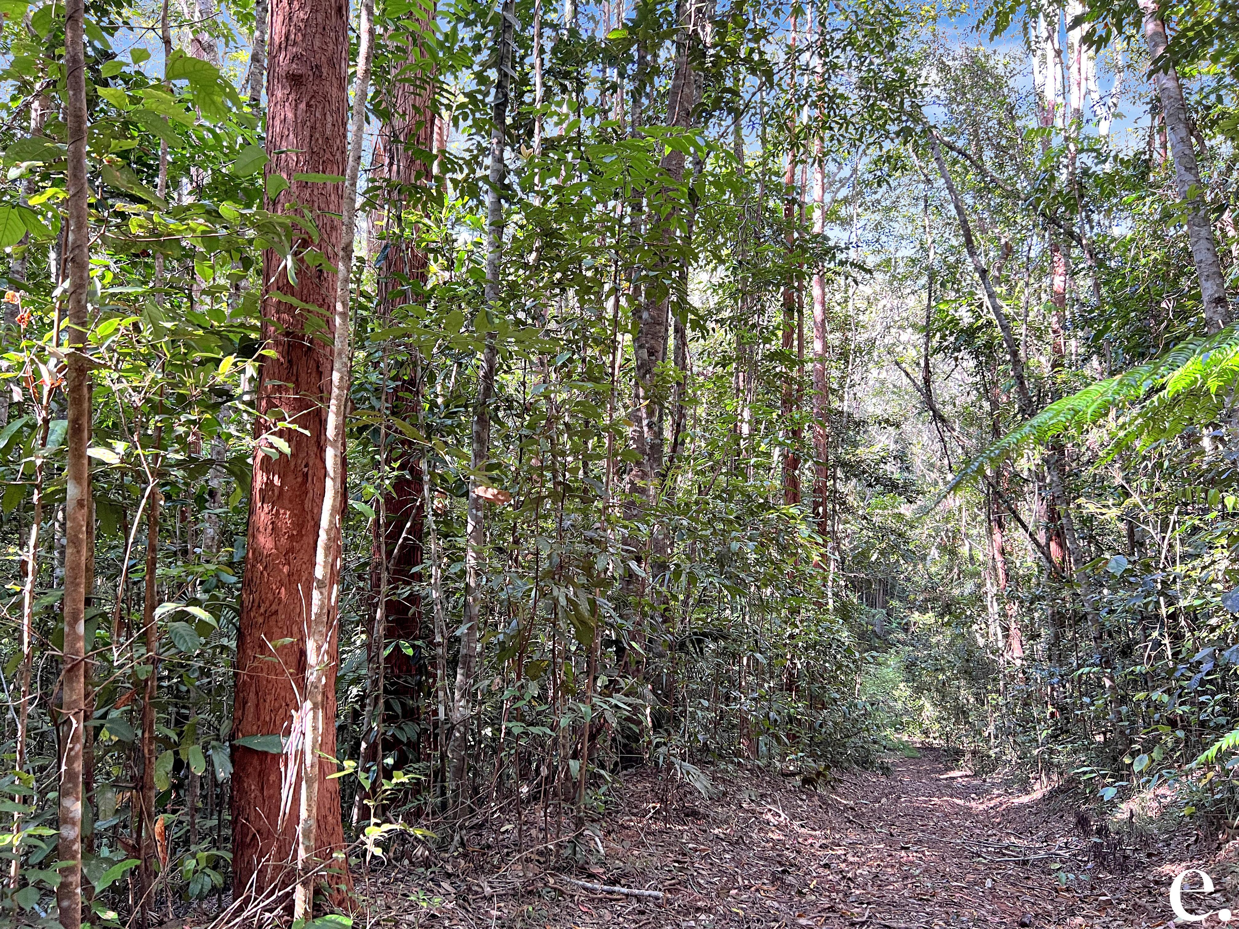 255 Lloyd Road, Barrine - Thumbnail 5