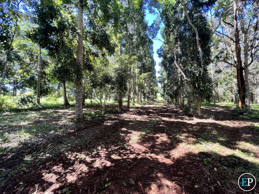 MALANDA QLD, 4885, Malanda - Thumbnail 7