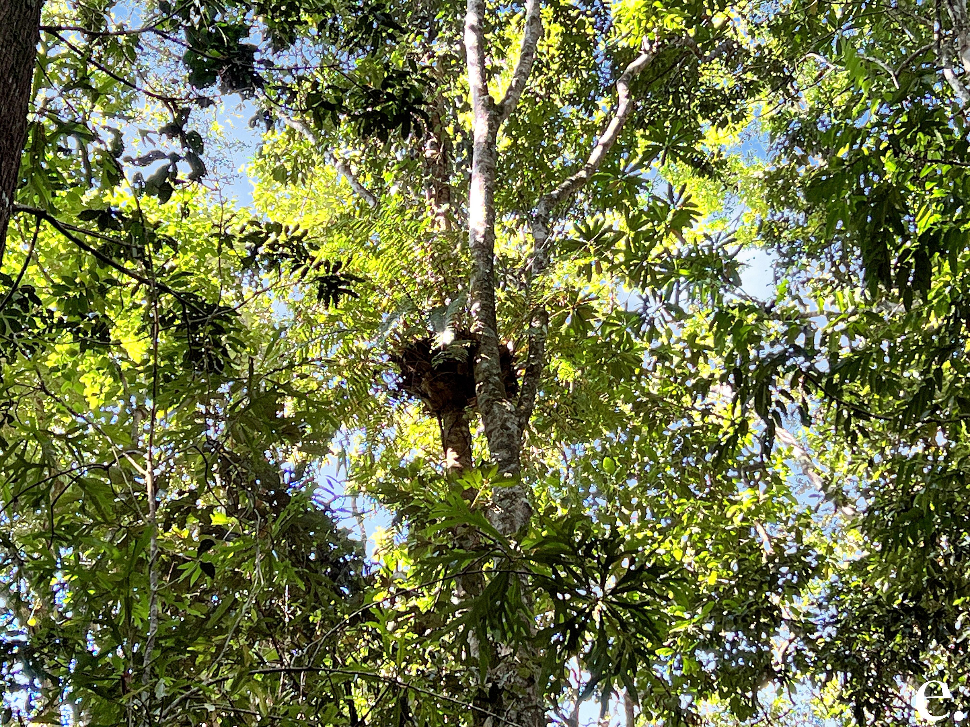 255 Lloyd Road, Barrine - Thumbnail 6