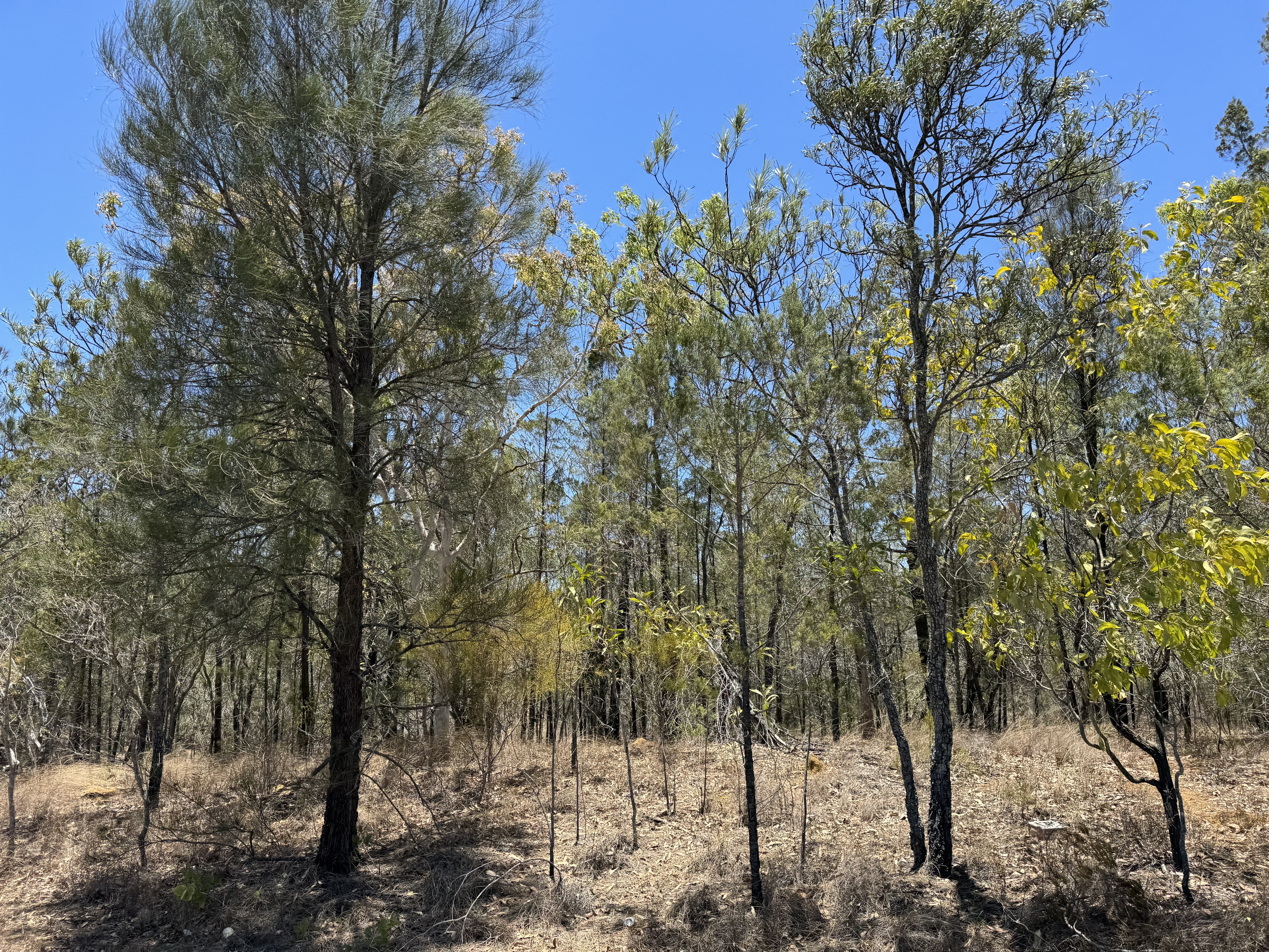 Pine Close, Biboohra - Thumbnail 8